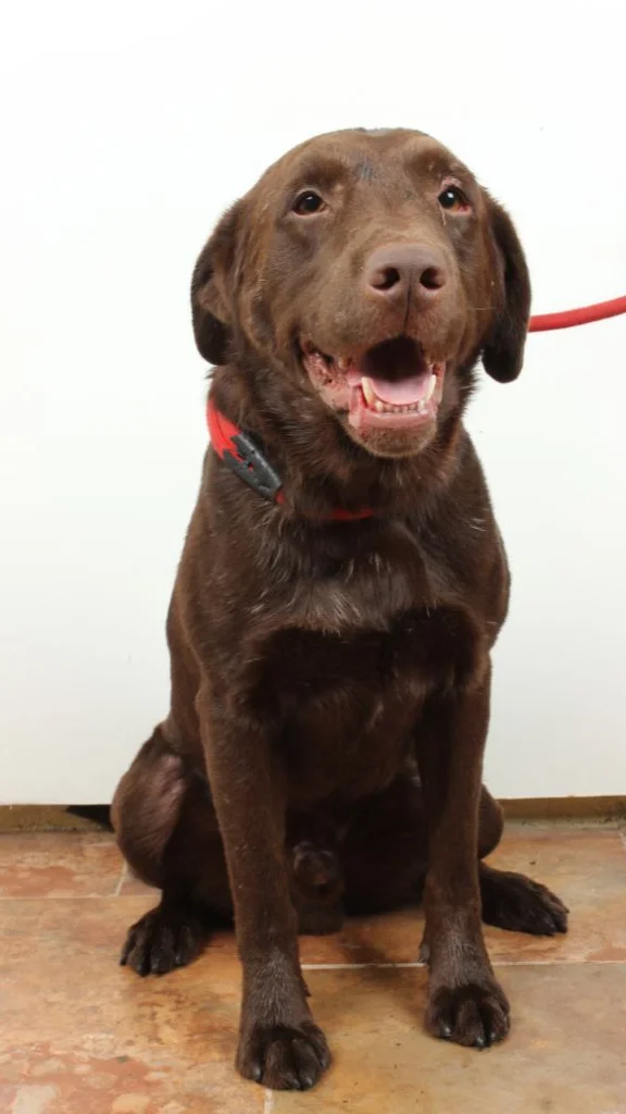 Duke