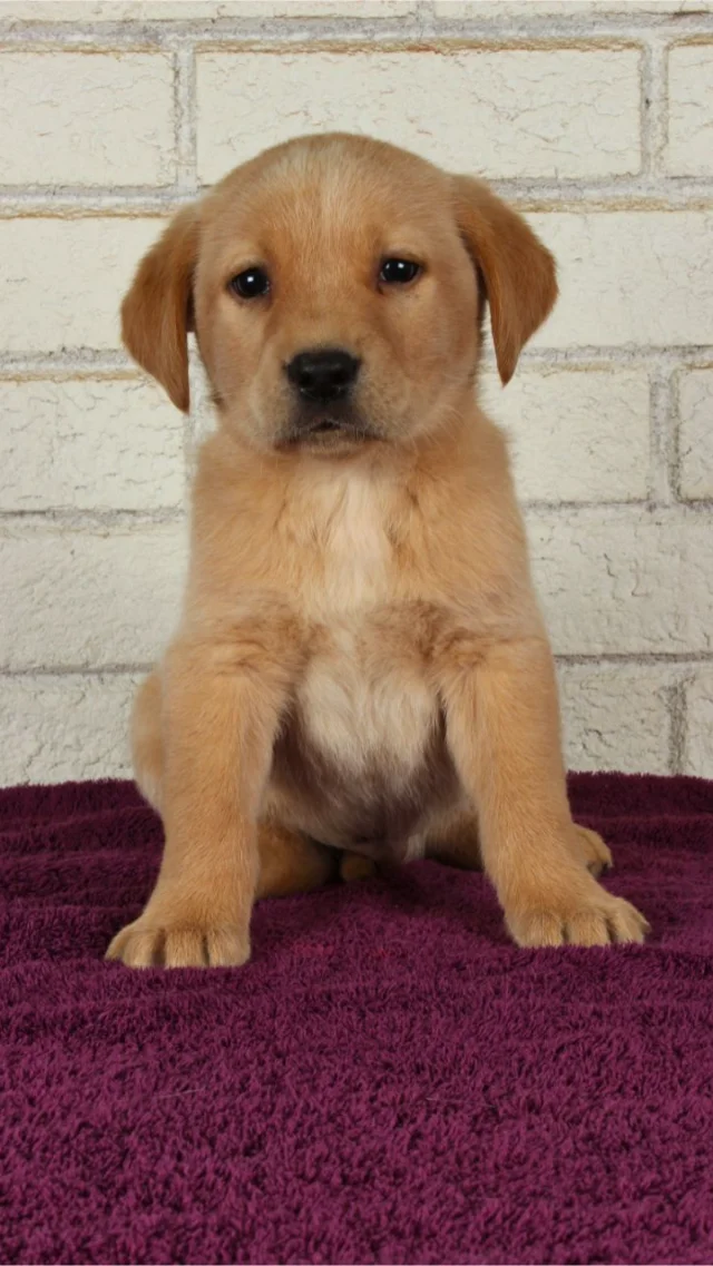Duke