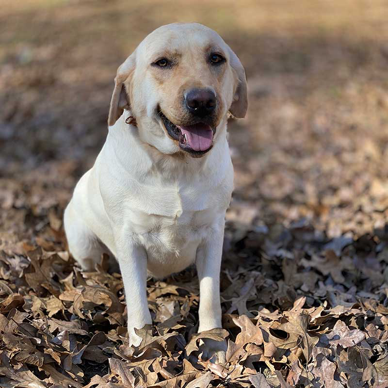 Nala — AKC Labrador Retriever dam at LabPups.com