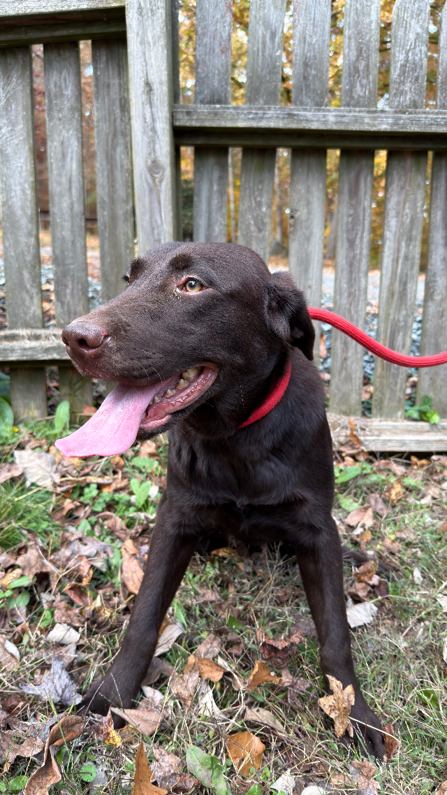 Bear - chocolate Labrador Retriever puppy for sale at LabPups.com