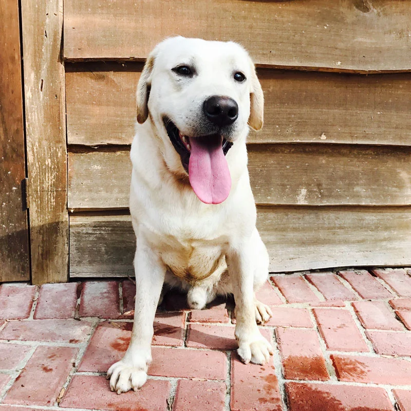Charlie — AKC Labrador Retriever sire at LabPups.com