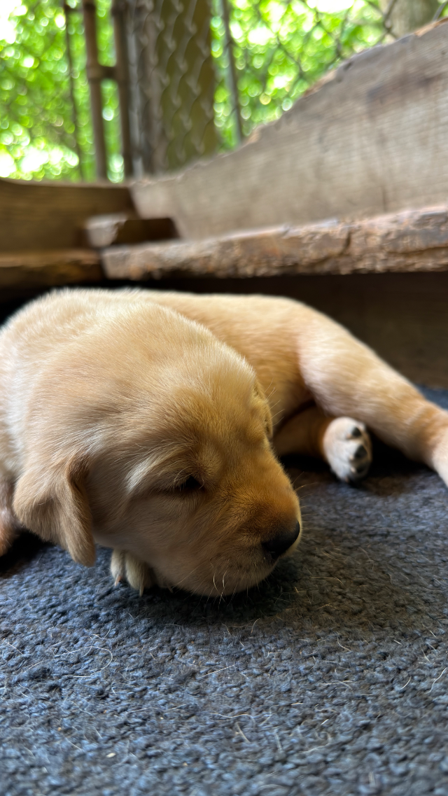 2nd Pick Yellow Female - yellow Labrador Retriever puppy for sale
