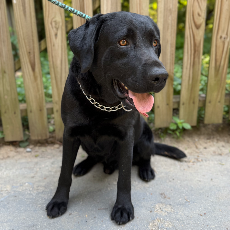 Rambo — AKC Labrador Retriever sire at LabPups.com