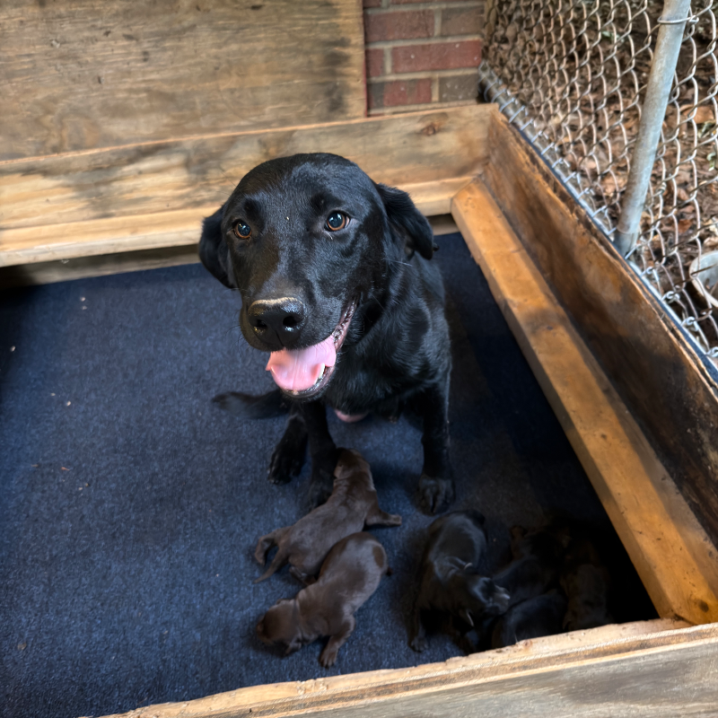Sable - Labrador Retriever mother dog at LabPups.com
