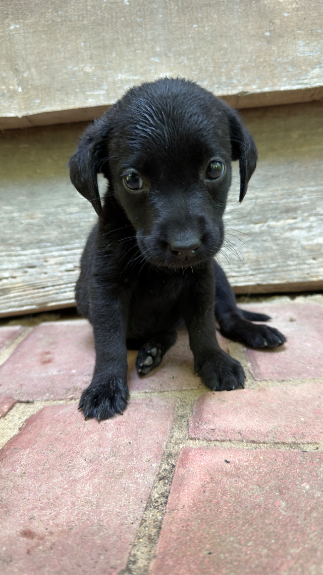 Midnight - black Labrador Retriever puppy for sale