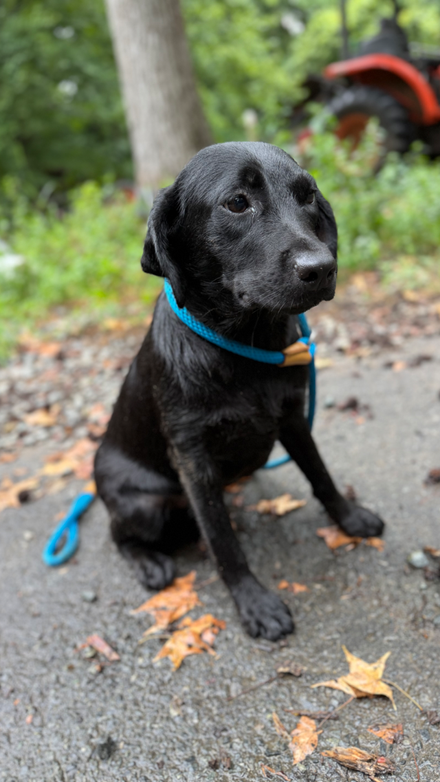 Lilly - black Labrador Retriever puppy for sale
