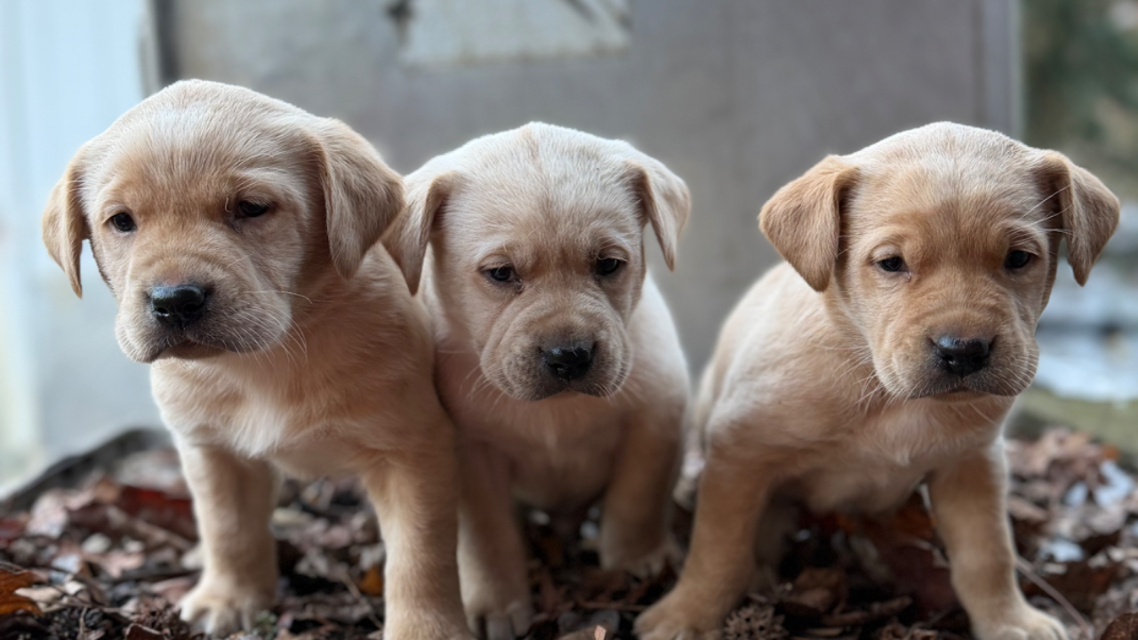 Bogart & Dusty Litter