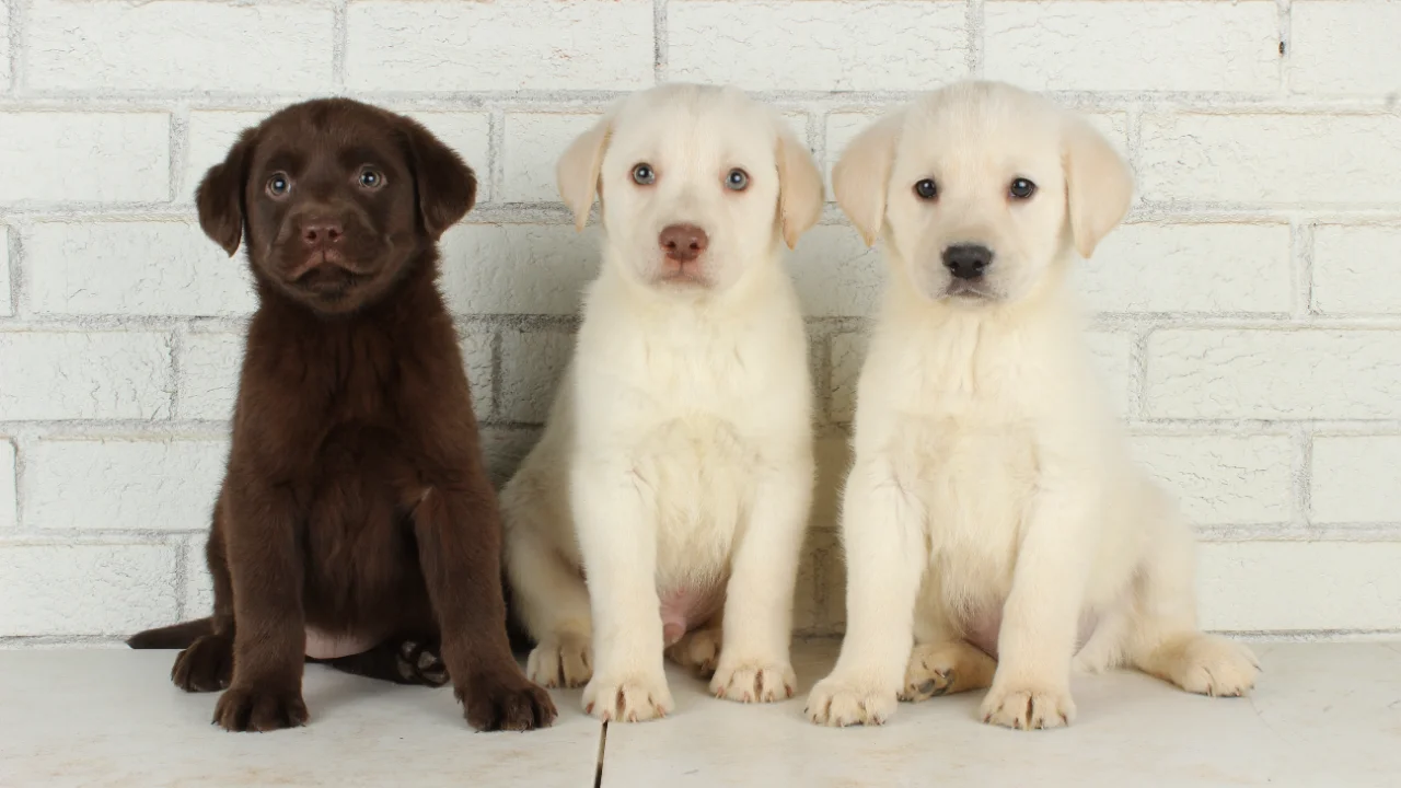 LPC20260126 - Labrador Retriever litter