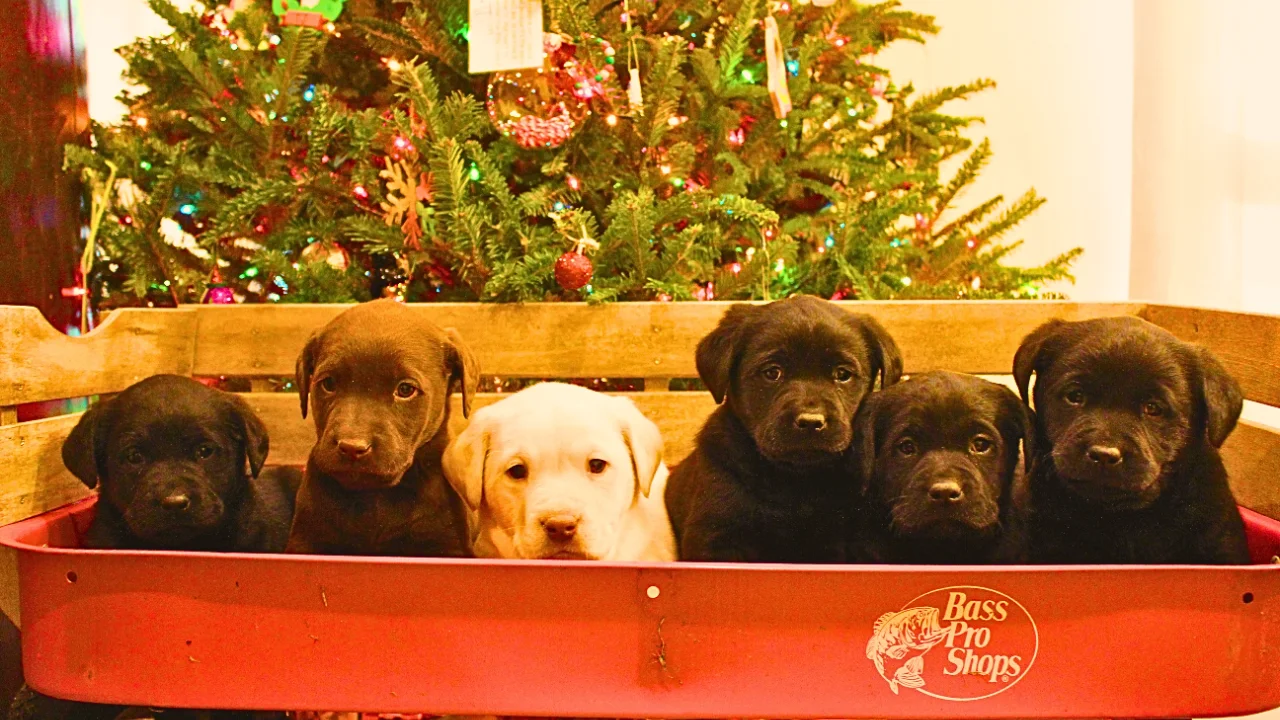 Cooper & Harley Litter