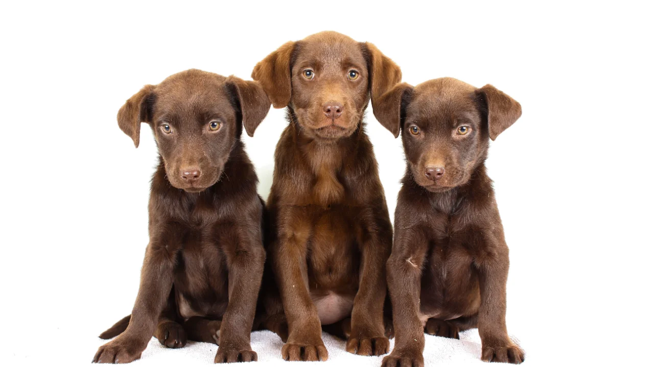 Chip & Maggie Litter