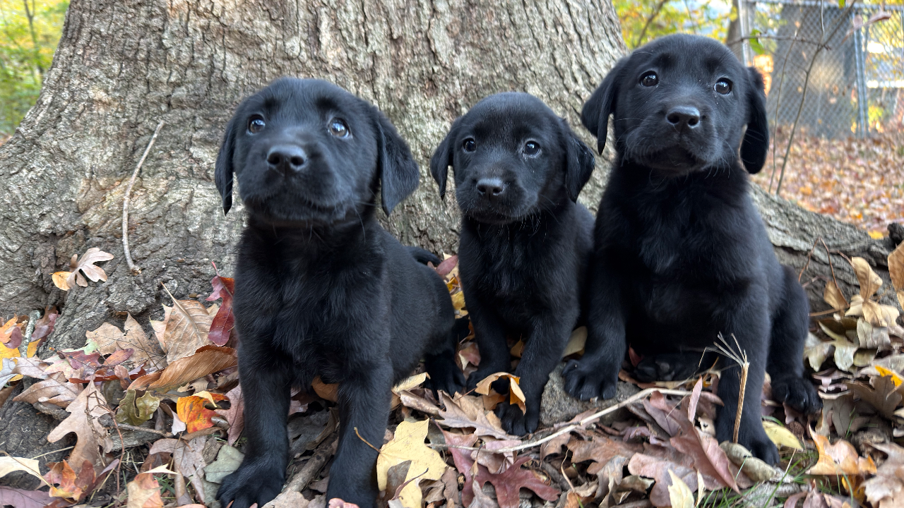 Chip & Rose Litter