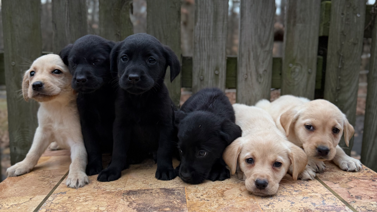 LPC20251117 - Labrador Retriever litter