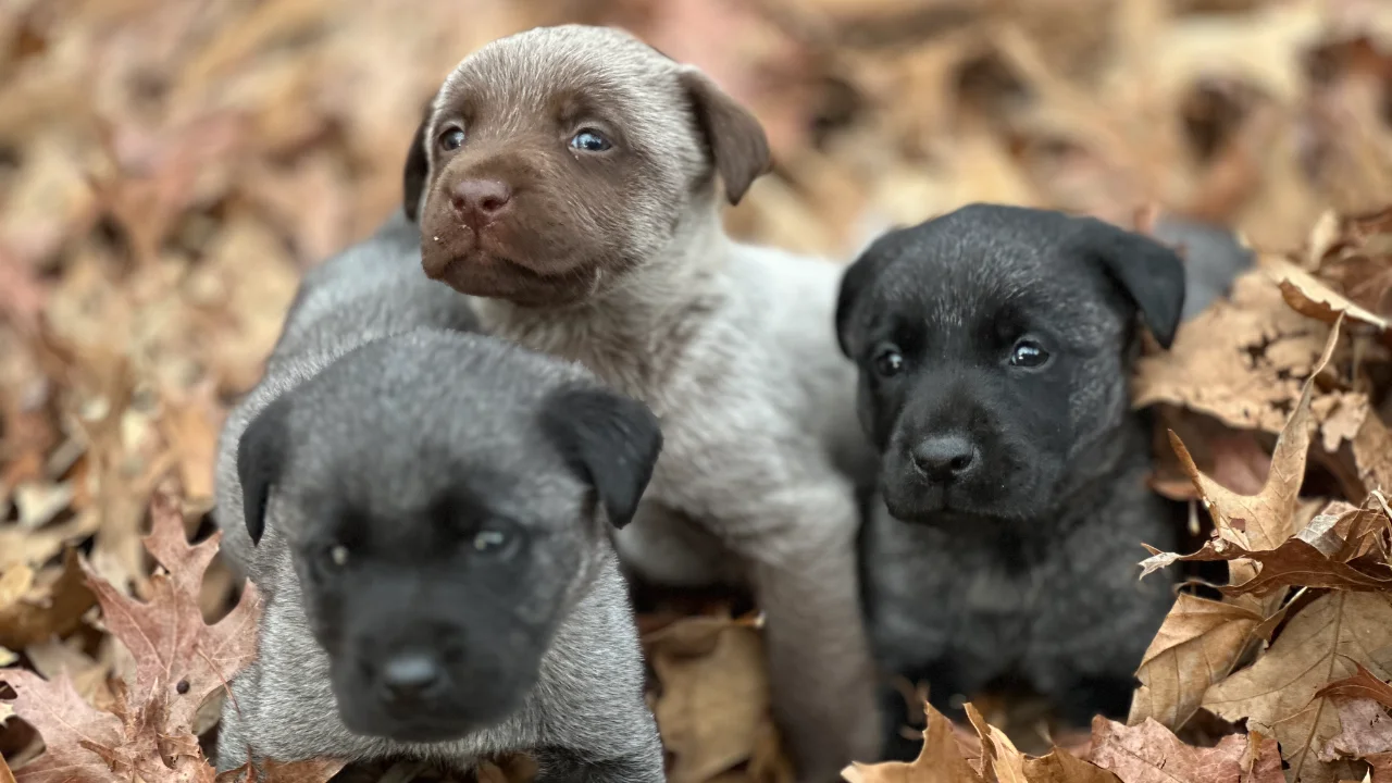 Duke & Boo Litter