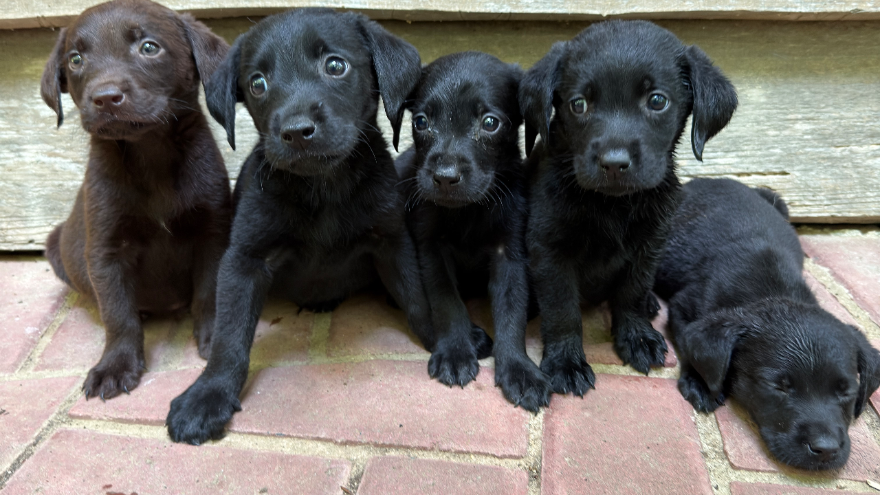 Litter LPC20260715