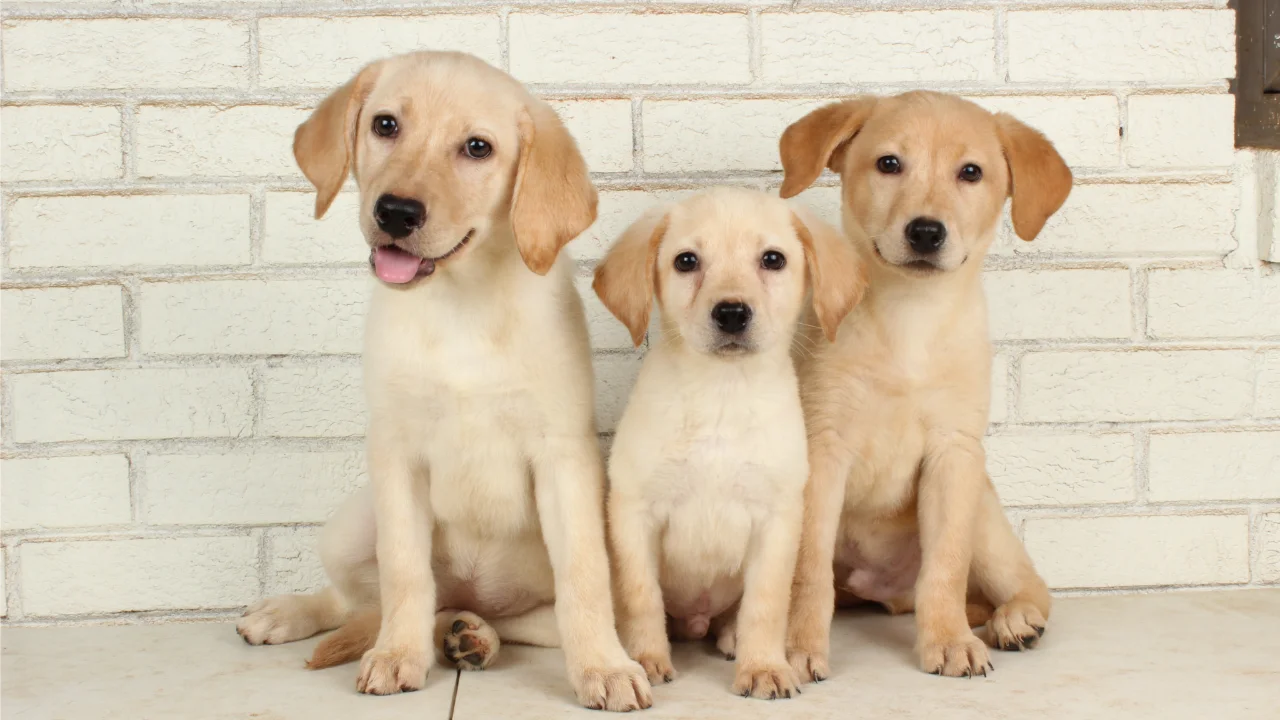 LPC20260325 - Labrador Retriever litter