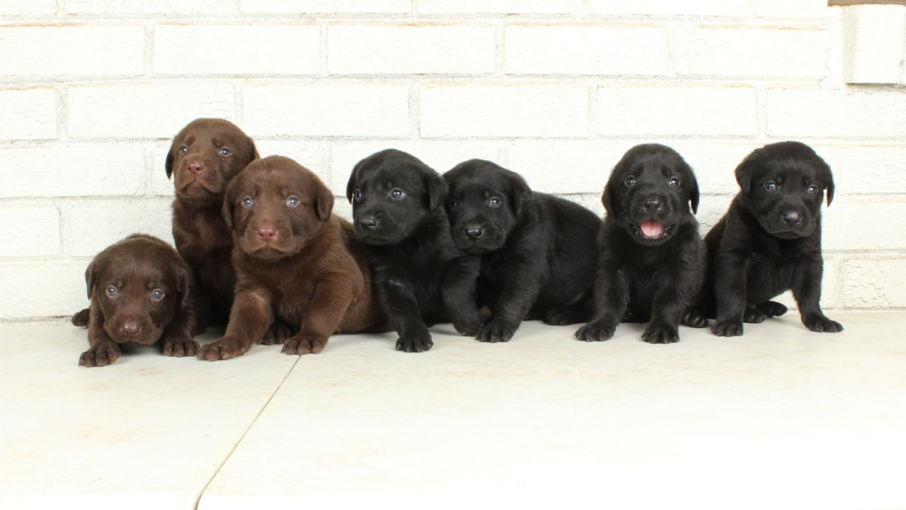 Rambo & Brandy Litter