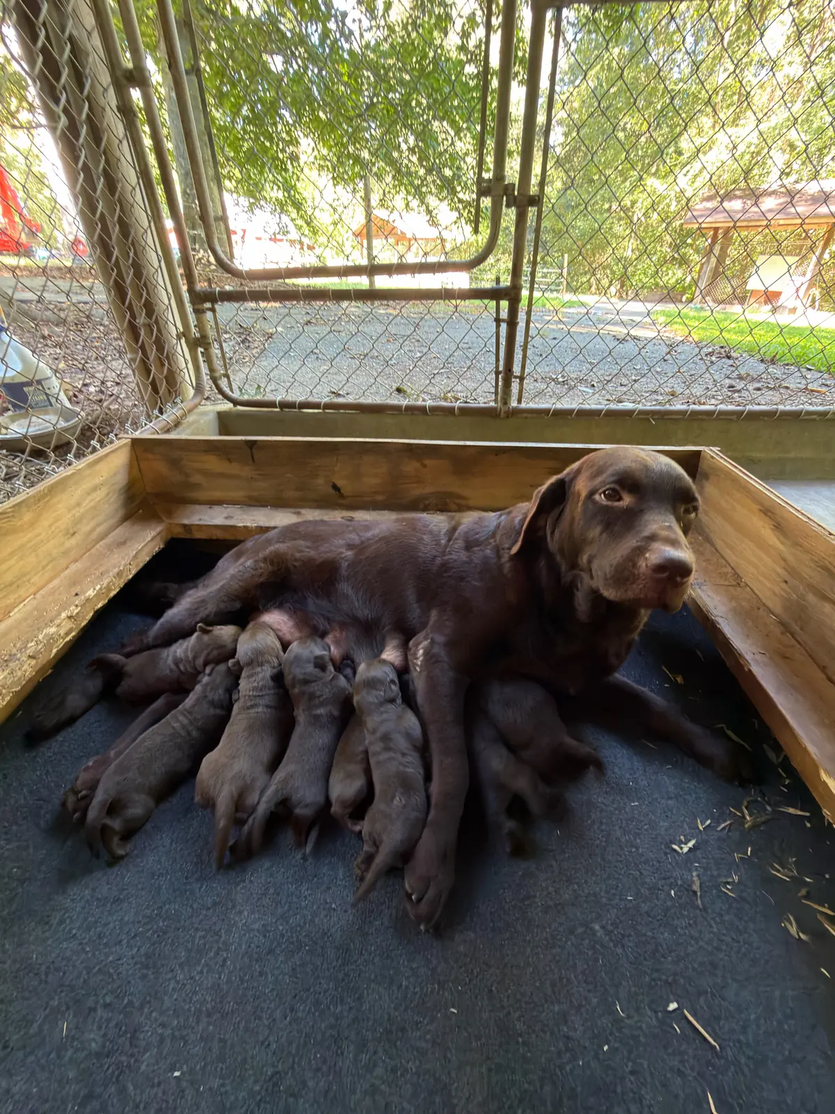 Duke & Jingles Labrador Retriever litter LPC20260914 - coming soon