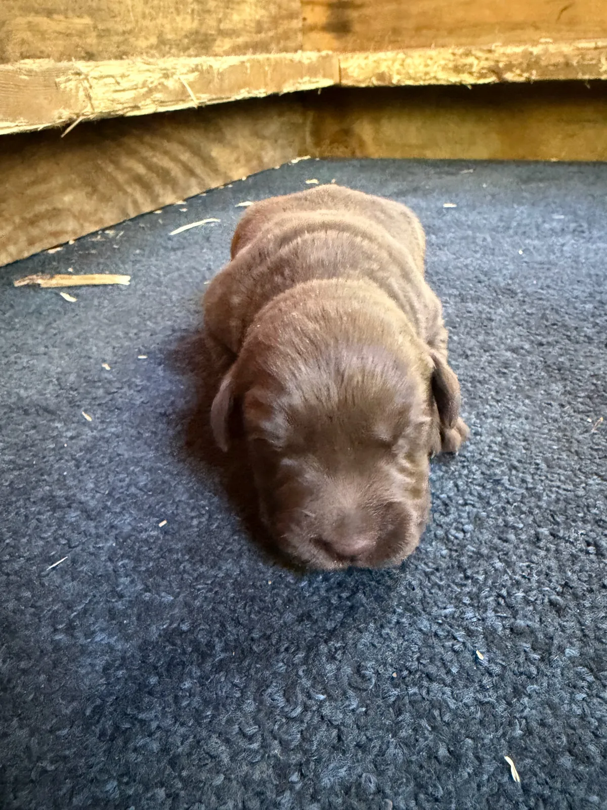 First Pick Chocolate Female
