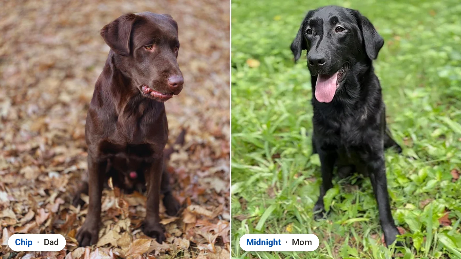 Chip & Midnight Labrador Retriever litter LPC20261026 - coming soon