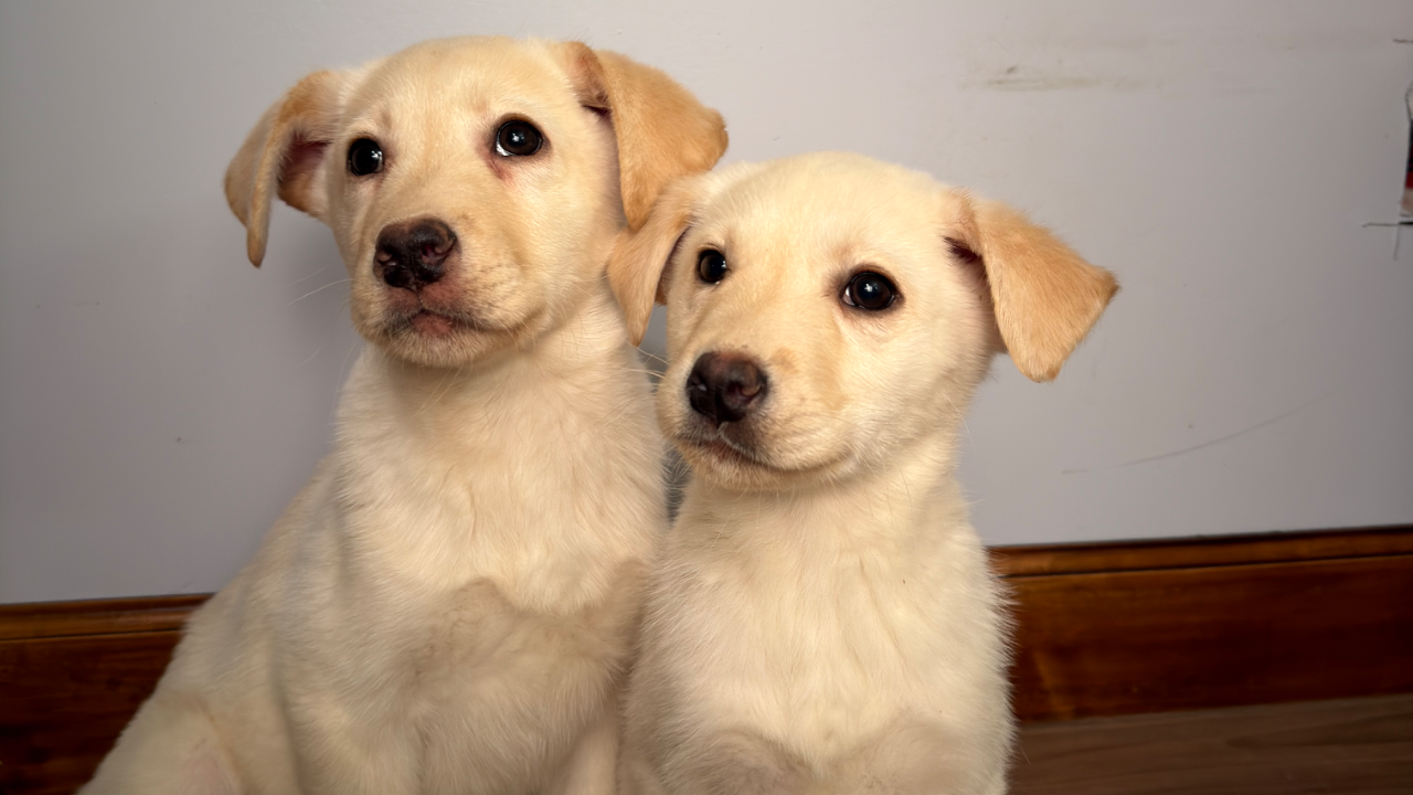 Bogart & Nala Litter
