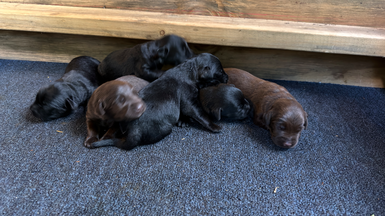 LPC20260715 - Labrador Retriever litter