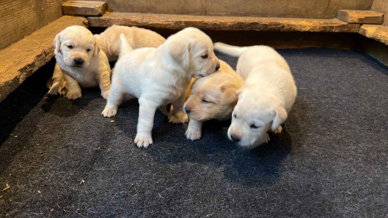 LPC20260702 - Labrador Retriever litter