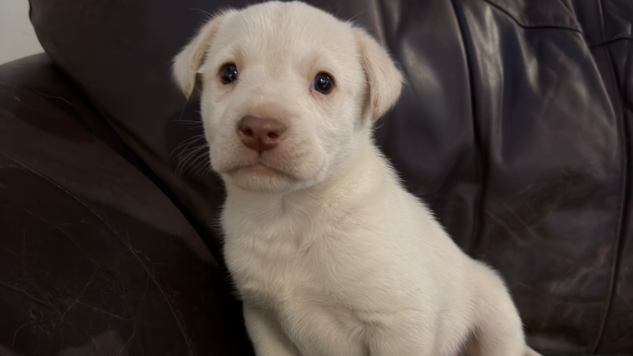 Chip & Aurora Litter