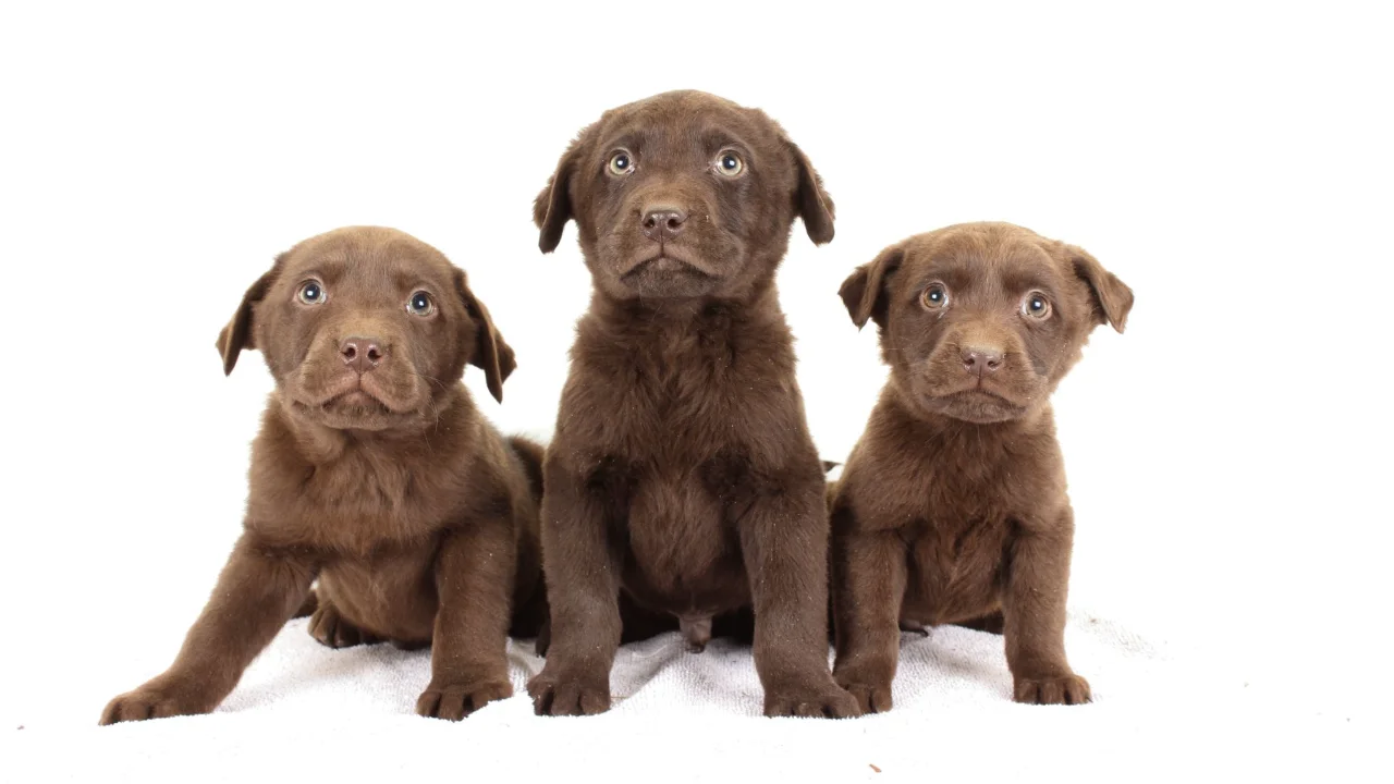 Duke & Jingles Litter