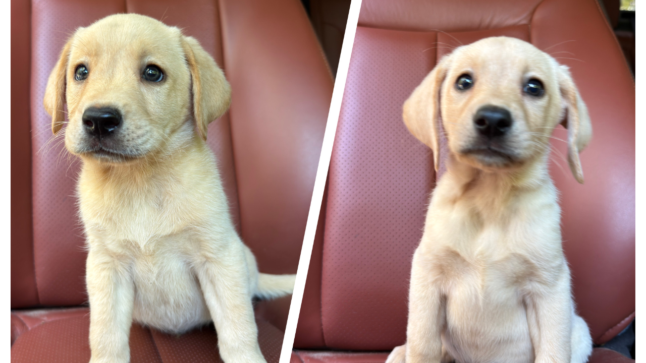 LPC20260702 - Labrador Retriever litter