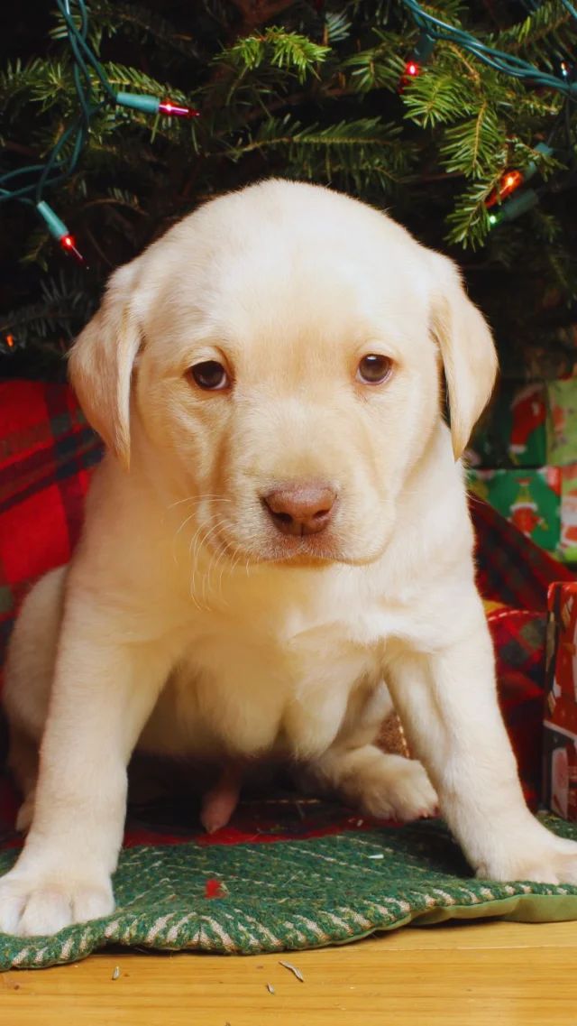 Tucker - yellow Labrador Retriever puppy for sale at LabPups.com