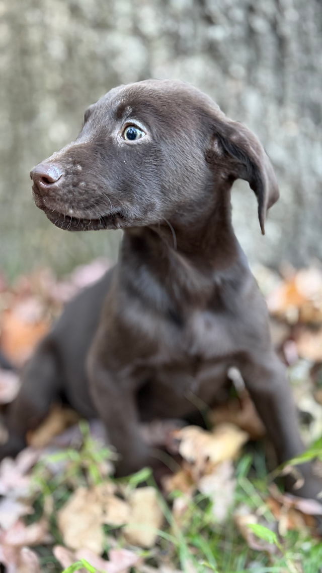 Kodiak - chocolate Labrador Retriever puppy for sale at LabPups.com