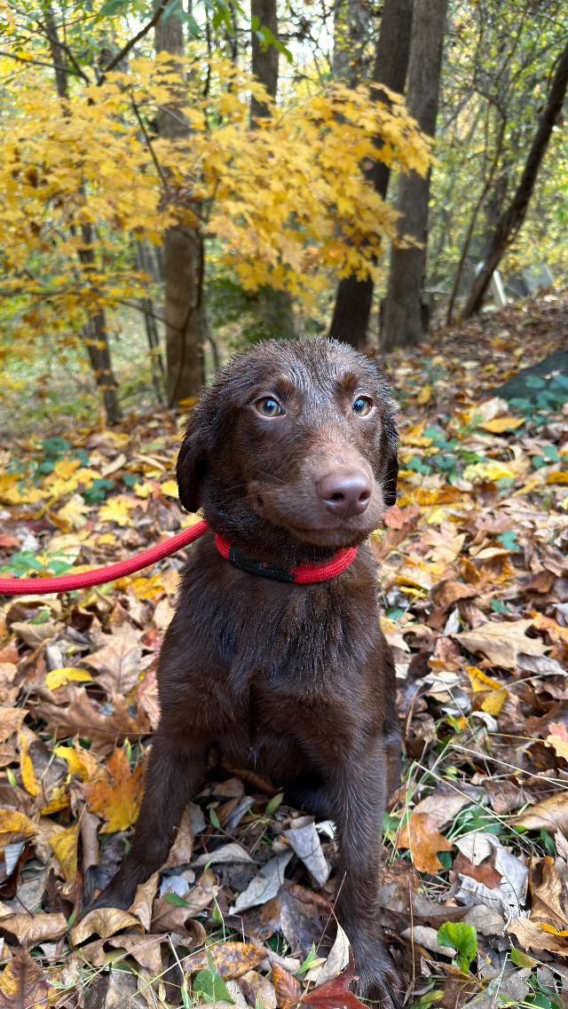Lola - chocolate Labrador Retriever puppy for sale at LabPups.com