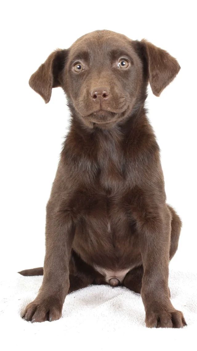 Hazel - chocolate Labrador Retriever puppy for sale at LabPups.com