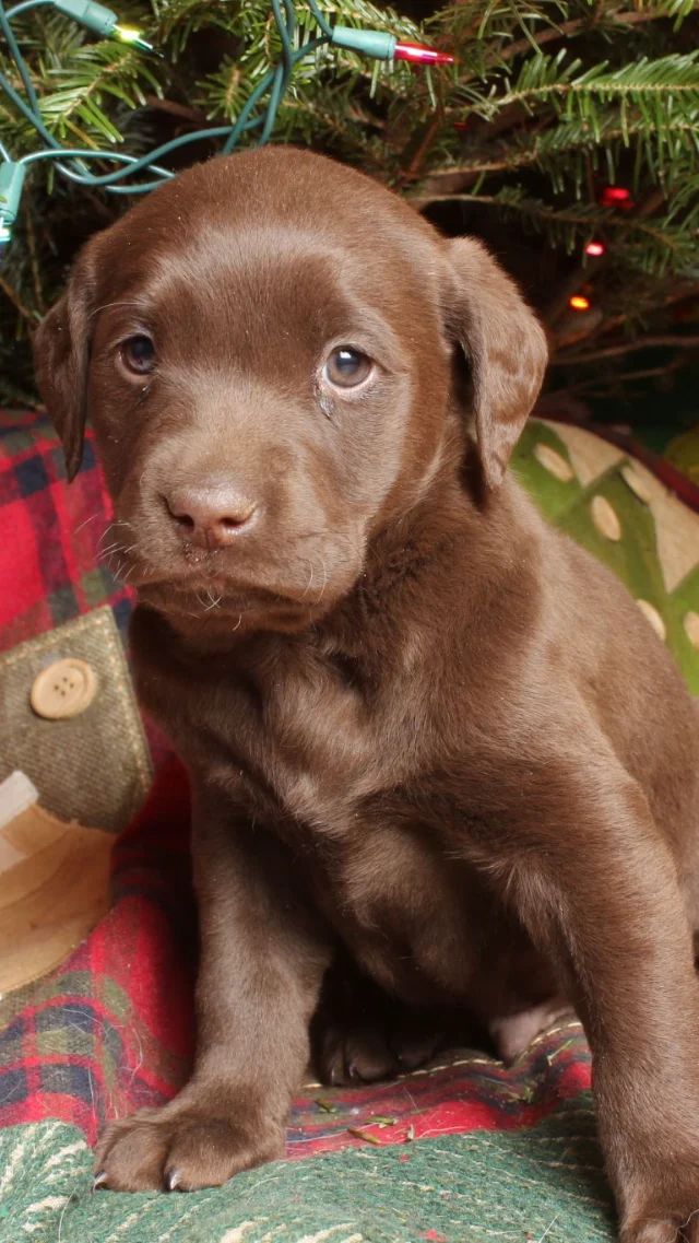 Rio - chocolate Labrador Retriever puppy for sale at LabPups.com