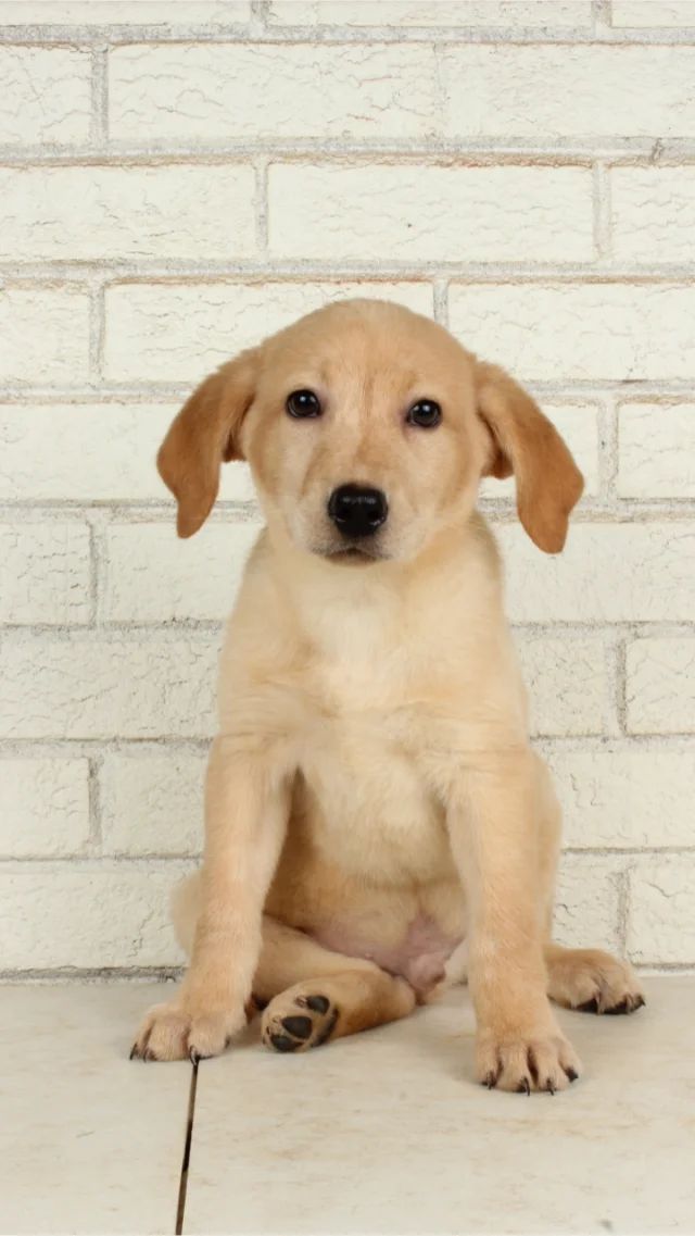 Gus - yellow Labrador Retriever puppy for sale at LabPups.com
