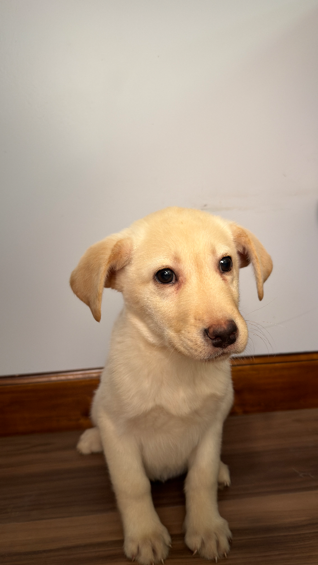 Biscuit - yellow Labrador Retriever puppy for sale at LabPups.com