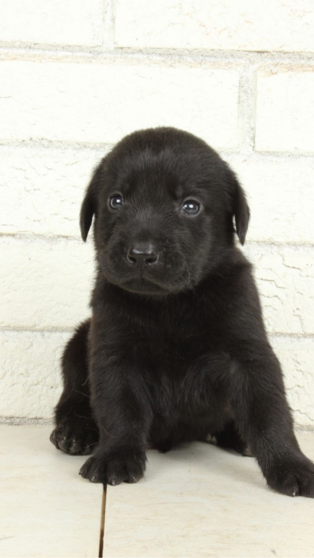 Truck - black Labrador Retriever puppy for sale at LabPups.com