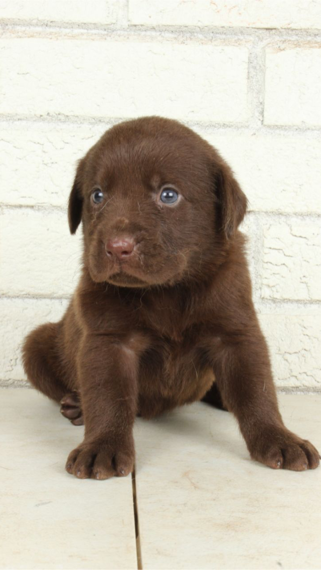 Dixie - chocolate Labrador Retriever puppy for sale at LabPups.com