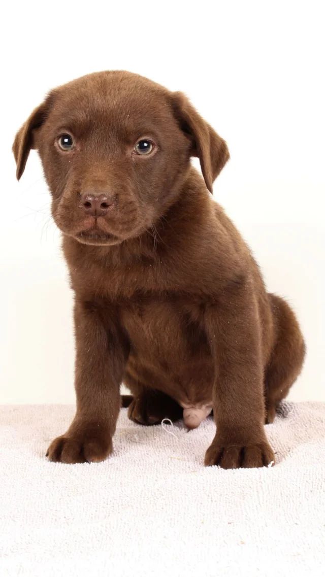 Bron - chocolate Labrador Retriever puppy for sale at LabPups.com