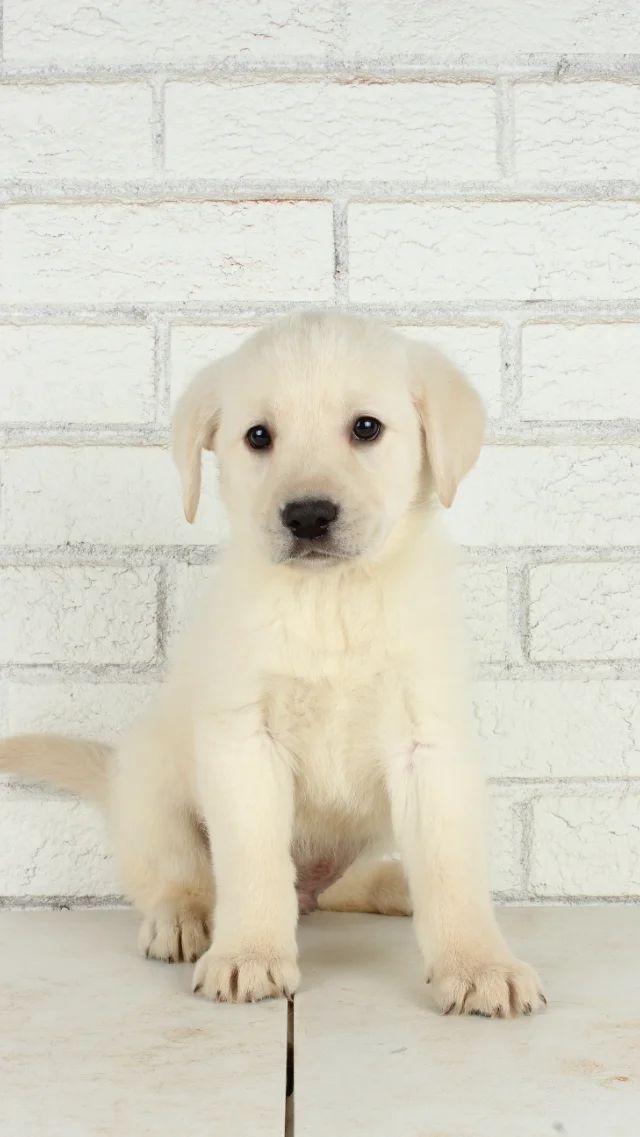 Porter - yellow Labrador Retriever puppy for sale at LabPups.com