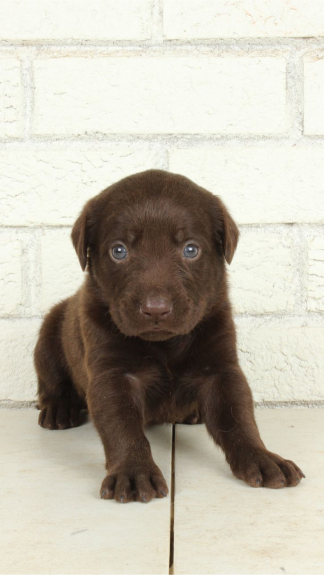 Stevie Rae - chocolate Labrador Retriever puppy for sale at LabPups.com