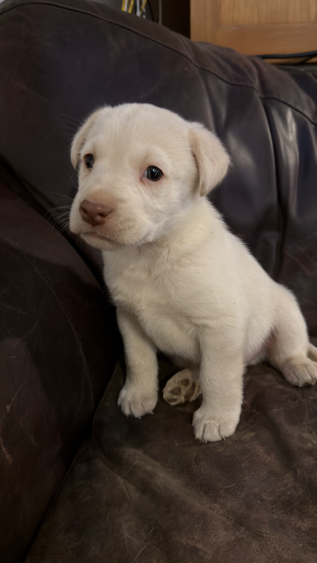Jack - yellow Labrador Retriever puppy for sale at LabPups.com