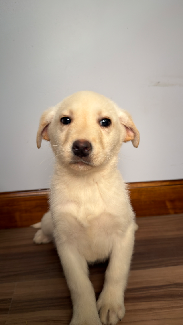 Daisy - yellow Labrador Retriever puppy for sale at LabPups.com
