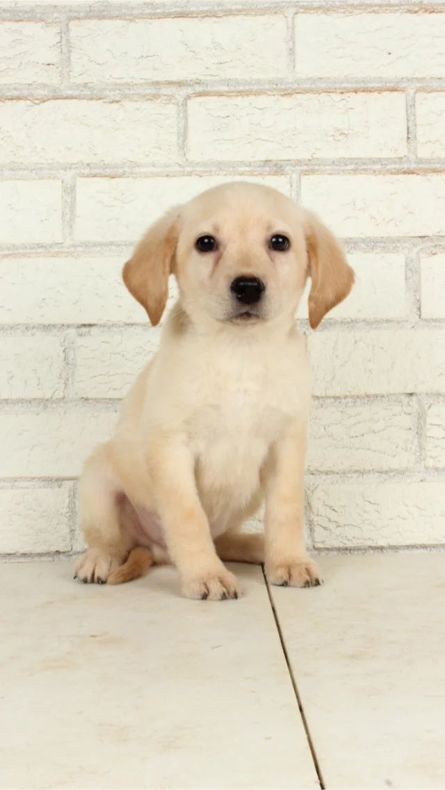 Cooper - yellow Labrador Retriever puppy for sale at LabPups.com