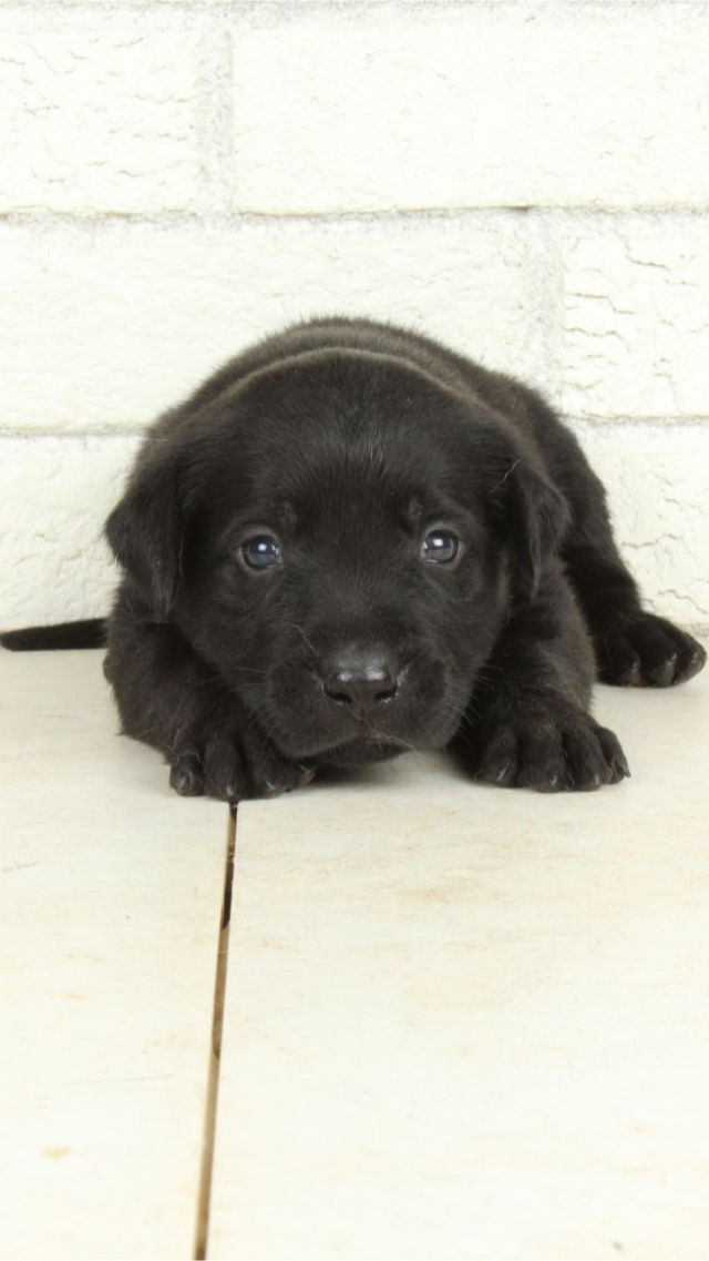 Benelli - black Labrador Retriever puppy for sale at LabPups.com