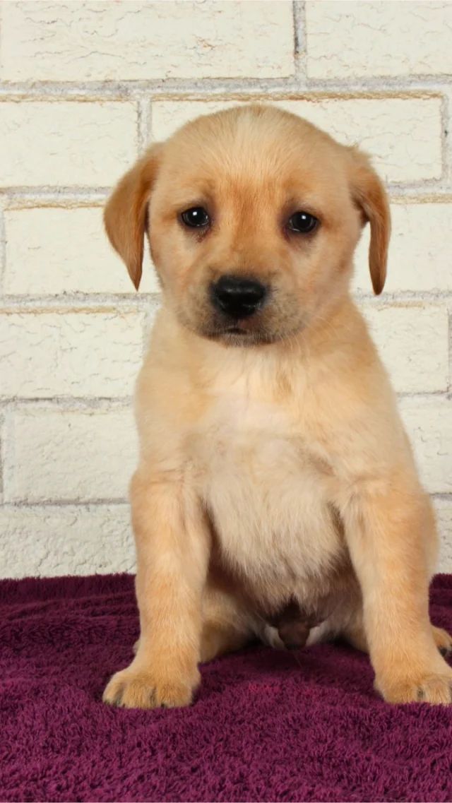 Jimmy - yellow Labrador Retriever puppy for sale at LabPups.com