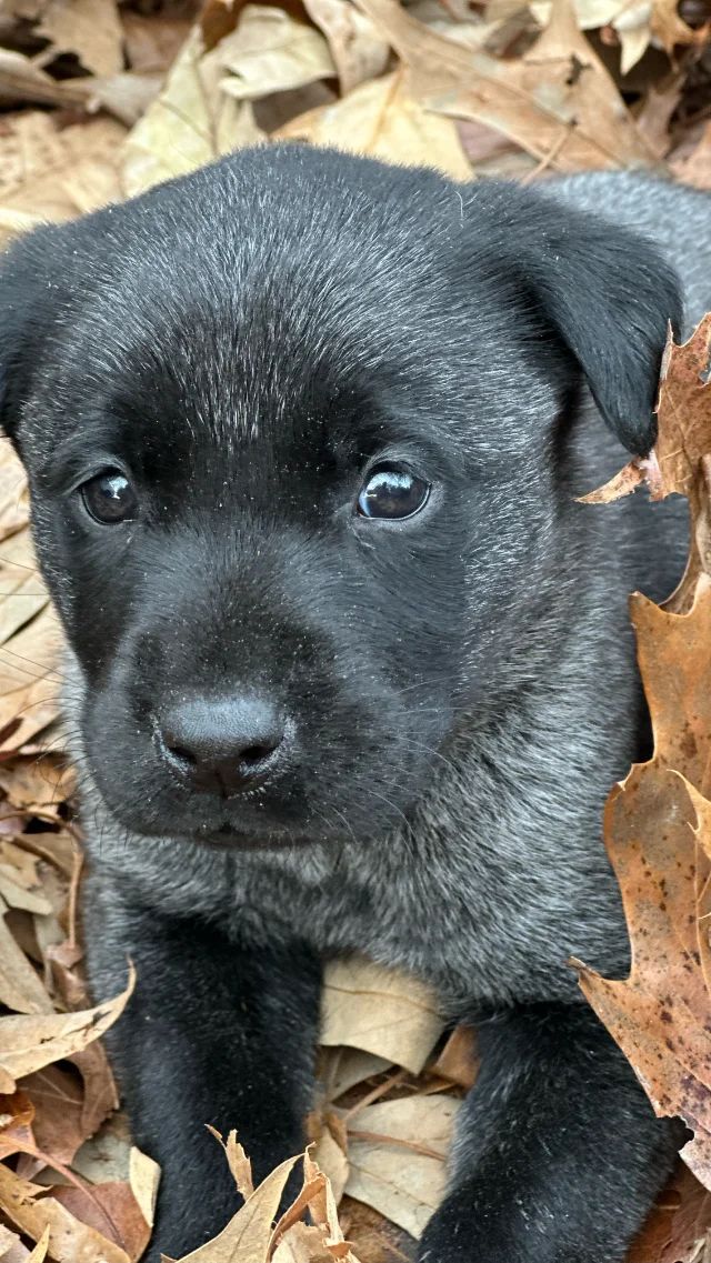 Atlas - black Labrador Retriever puppy for sale at LabPups.com