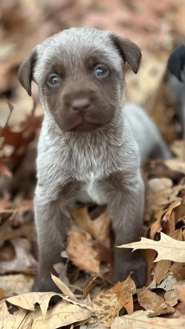 Milo - chocolate Labrador Retriever puppy for sale at LabPups.com