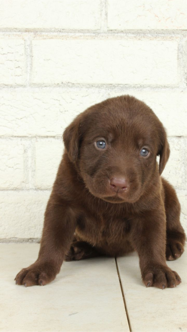 Tilly - chocolate Labrador Retriever puppy for sale at LabPups.com