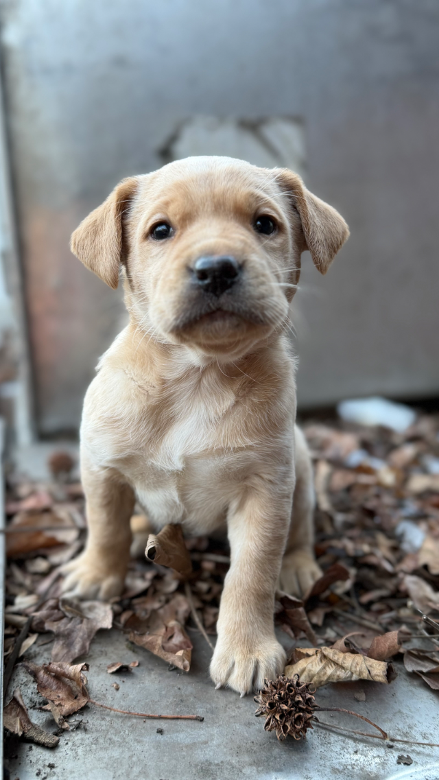 Pearl - yellow Labrador Retriever puppy for sale at LabPups.com